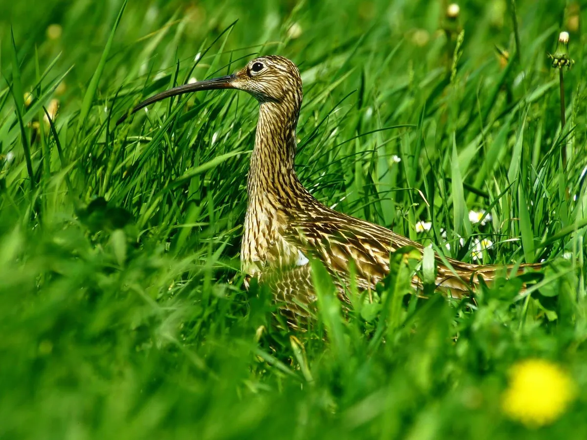 Wiesenbrüter in einem wiedervernässten Moorgebiet