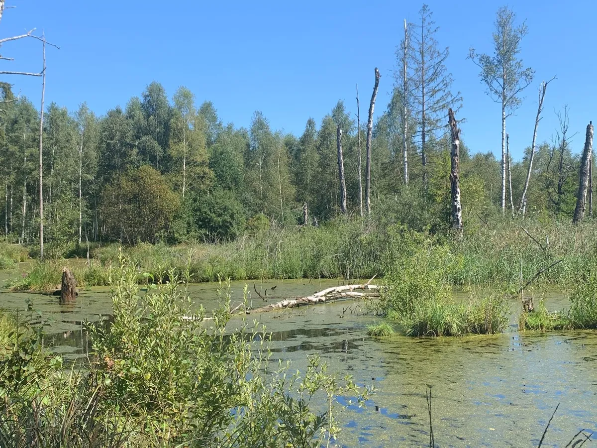 Moorwald-Landschaft im Klostergebiet